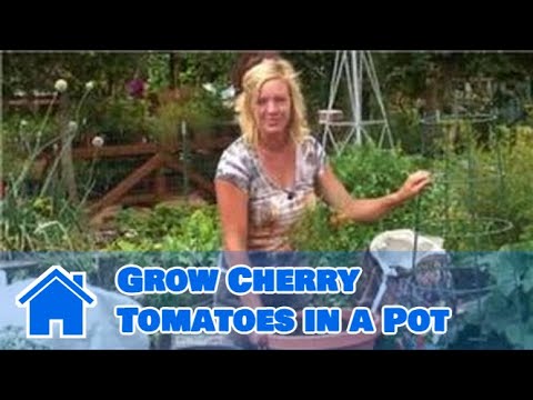 how to grow tomatoes in qld