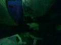 videos de in d tent