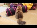 毛玉で遊ぶふーちゃん 空猫ふぃー