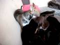 videos de Tomy se fait attaquer par Tara