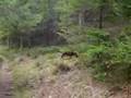 sylvan unser Hund