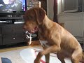 Bailey loves birthday cards