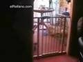 videos de Gato burro
