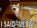 Kung Fu fighting cats