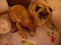 Blind Pug & Puggle Puppy: Best Friends