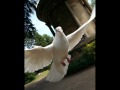 Respighi - Gli Uccelli (The Birds) - (1/2)