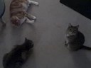 Kitties On Catnip