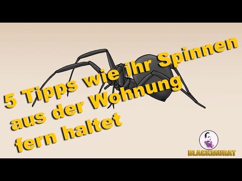 5 Tipps wie ihr Spinnen aus der Wohnung fern haltet
