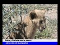 NUEVA ATRACCIÓN DE LAMPAZOO.wmv