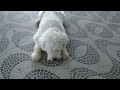 Rudi shows how much a dog can enjoy a treat !