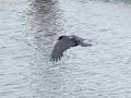 Crow flying to an other spot Crow flying to an other spot