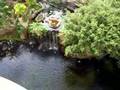 Weston at Maui 3