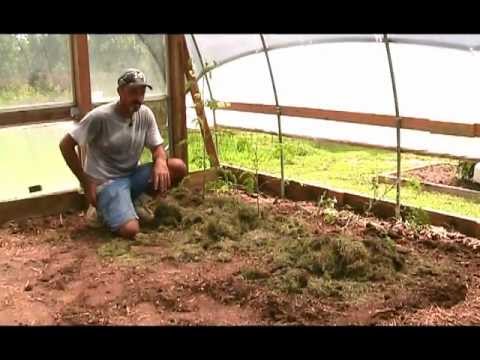 how to replant a dying plant