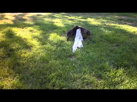 AKC ENGLISH MASTIFF FEMALE