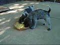 Deutsch-Drahthaar from Westmark Kennels