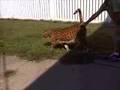 28 pound Shango, F2 Savannah Cat.