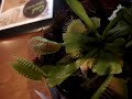 venus-fly-trap-eating-a-spider.html