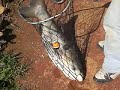 carpa cabeçuda e pacu pesqueiro monte negro pega ao vivo parte 3