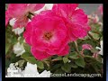 Creating a Romantic and Fragrant Backyard Oasis Creating a Romantic and Fragrant Backyard Oasis