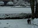 Shelby the Snow Dog 2