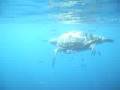 videos de Nager avec les dauphins en Méditerrannée avec Cala Rossa Dream / www.cala-rossa-dream.com