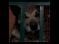 spot 1 canile ( UNA ARMERINA )