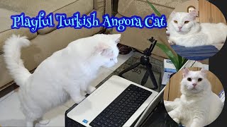 Lively, Playful and Active l The Turkish Angora