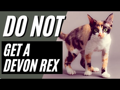 7 Reasons You SHOULD NOT Get A Devon Rex Cat