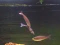 cyprichromis leptosoma kekese (puesta)