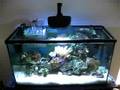 Frequently people looking at new lighting options for a reef tank question what the shimmer effect is. This video helps display the shimmer from a 150w Metal Halide (MH)light. Shimmer will occur with any single point source light, however, for the reef tanks this is usually limited to MH lights. Thi...