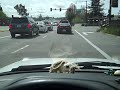 Allie the Cat,driving cat,cats who drive