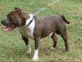 New Image Bully\ New Image Bully\