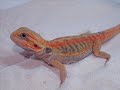www.DragonIsland.de