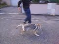 Mon Loup-tcheque qui joue au foot!