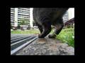 A very shy cat, aptly called the Shy-One