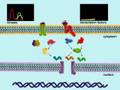 Phosphoproteomics