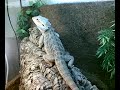 Unser Bartagame bekommt heute leckere Wanderschrecken