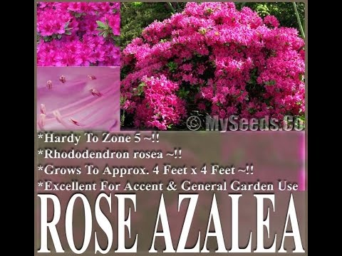 how to grow azalea seeds