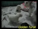 Filhotes Breeze brincando com a Docinho Filhotes Breeze brincando com a Docinho