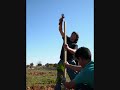 Reforestacion de Cruz Roja en Casas Ibañez