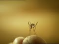 Minuscule Mosquito Minuscule Mosquito