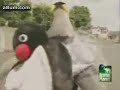Pet Penguin
