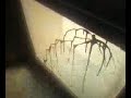 kintela,Sectas ou algo asi...
