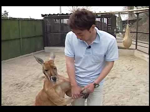 【動物園だより】にんき動物紹介 赤カンガルーのハッチ
