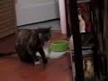 Willow eating and tossing raw chicken