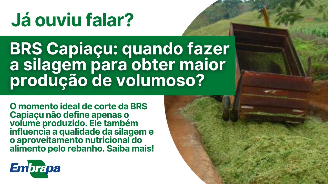 BRS Capiaçu: quando fazer a silagem para obter maior produção de volumoso?