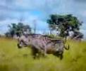 dinofelis