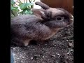 Alvin the netherland dwarf rabbit! Alvin the netherland dwarf rabbit!