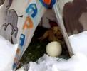 Tito nella neve