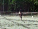 kristins horse who 10/5/08